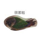 Bird king Po Po（個別スタンプ：11）