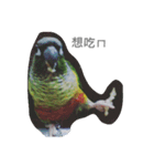 Bird king Po Po（個別スタンプ：12）