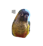 Bird king Po Po（個別スタンプ：15）