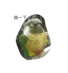 Bird king Po Po（個別スタンプ：16）
