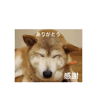茶々 的 日常（個別スタンプ：2）