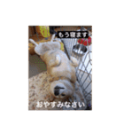 茶々 的 日常（個別スタンプ：4）