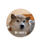 茶々 的 日常（個別スタンプ：5）
