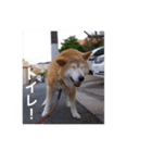 茶々 的 日常（個別スタンプ：6）