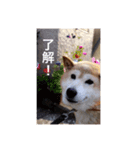 茶々 的 日常（個別スタンプ：7）
