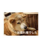茶々 的 日常（個別スタンプ：8）