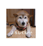 茶々 的 日常（個別スタンプ：10）