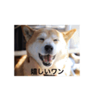 茶々 的 日常（個別スタンプ：11）