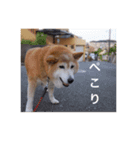 茶々 的 日常（個別スタンプ：15）