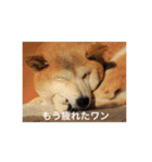 茶々 的 日常（個別スタンプ：16）