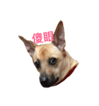 lalaladog（個別スタンプ：1）
