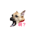 lalaladog（個別スタンプ：3）