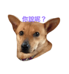 lalaladog（個別スタンプ：5）