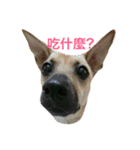 lalaladog（個別スタンプ：6）