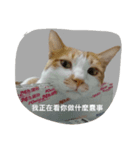 Youtiaao_cat（個別スタンプ：1）