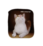 Youtiaao_cat（個別スタンプ：2）