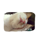 Youtiaao_cat（個別スタンプ：3）