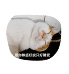 Youtiaao_cat（個別スタンプ：4）