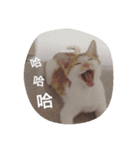Youtiaao_cat（個別スタンプ：5）