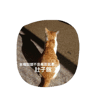 Youtiaao_cat（個別スタンプ：6）