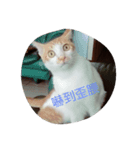 Youtiaao_cat（個別スタンプ：7）
