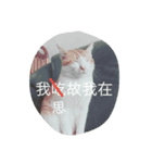 Youtiaao_cat（個別スタンプ：8）