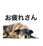 Kurisan（個別スタンプ：10）