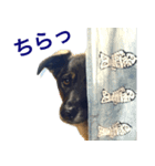 Kurisan（個別スタンプ：15）