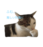 猫のブッチの日常スタンプ2（個別スタンプ：4）