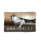 猫のブッチの日常スタンプ2（個別スタンプ：7）