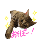 My cat is TORA！（個別スタンプ：8）