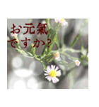 〜お花の敬語スタンプ〜（個別スタンプ：5）