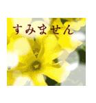 〜お花の敬語スタンプ〜（個別スタンプ：16）