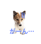 Happy Dog Happy Life I（個別スタンプ：1）