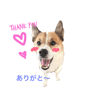 Happy Dog Happy Life I（個別スタンプ：2）