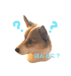 Happy Dog Happy Life I（個別スタンプ：3）