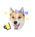 Happy Dog Happy Life I（個別スタンプ：4）