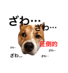Happy Dog Happy Life I（個別スタンプ：6）