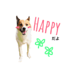 Happy Dog Happy Life I（個別スタンプ：7）