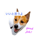 Happy Dog Happy Life I（個別スタンプ：8）