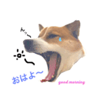 Happy Dog Happy Life I（個別スタンプ：9）