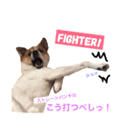 Happy Dog Happy Life I（個別スタンプ：10）