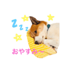 Happy Dog Happy Life I（個別スタンプ：11）