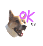 Happy Dog Happy Life I（個別スタンプ：13）