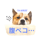 Happy Dog Happy Life I（個別スタンプ：14）