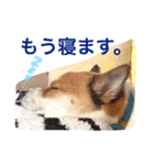 Happy Dog Happy Life I（個別スタンプ：15）