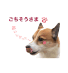 Happy Dog Happy Life I（個別スタンプ：17）