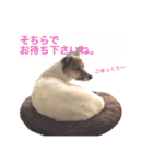 Happy Dog Happy Life I（個別スタンプ：19）