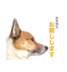 Happy Dog Happy Life I（個別スタンプ：20）