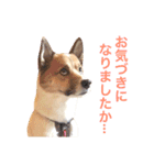 Happy Dog Happy Life I（個別スタンプ：21）